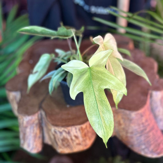 Philodendron Florida Ghost 4”