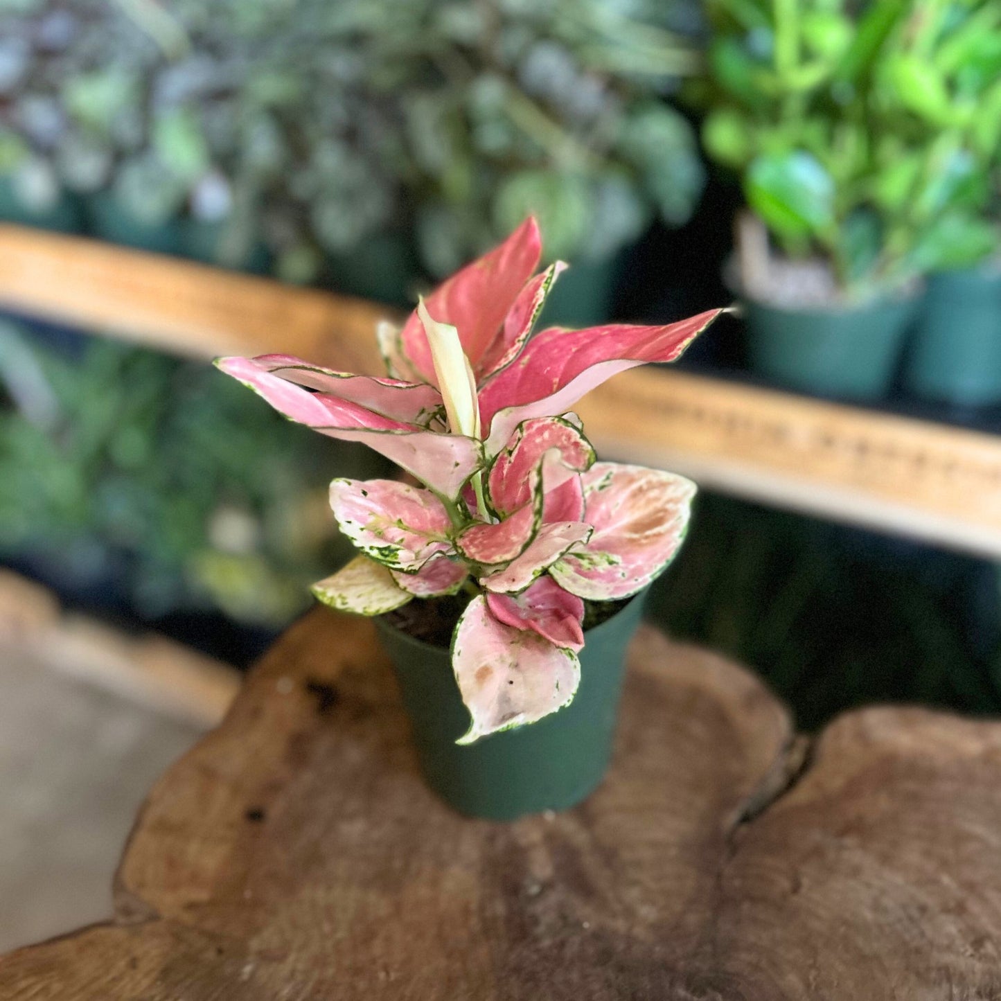 Aglaonema Lucky Red 4"