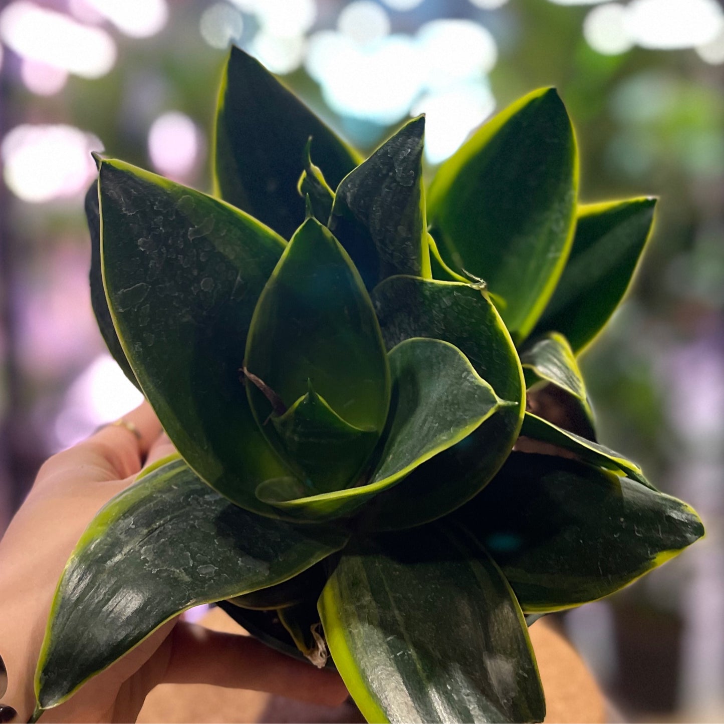 Sansevieria Birds Nest Honey Buney 6"