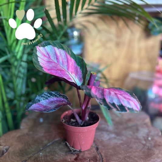 Calathea Pale Rosey 4"