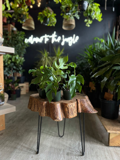 Monstera Minima (Rhaphidophora Tetrasperma) 4"