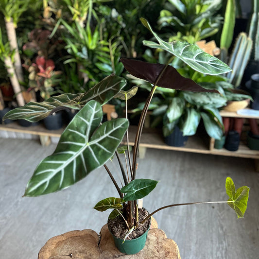 Alocasia Ebony 6"