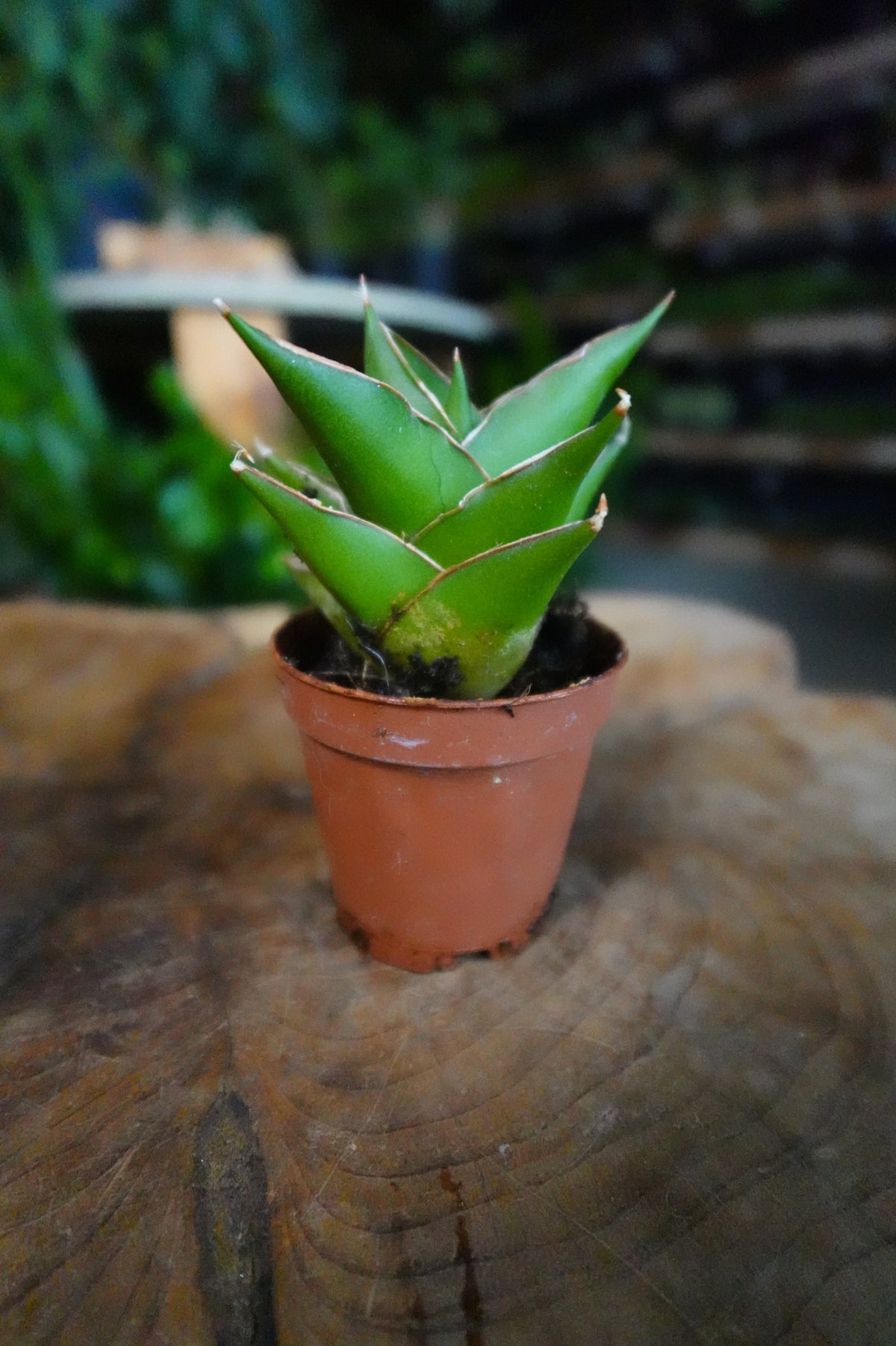 Sansevieria Green Tower 2"