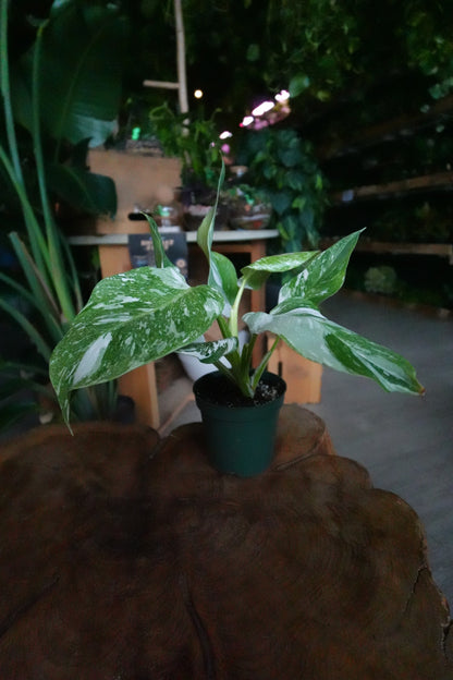 Philodendron Ice Speckle 4"