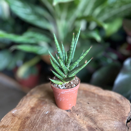 Sansevieria Francisii 2"