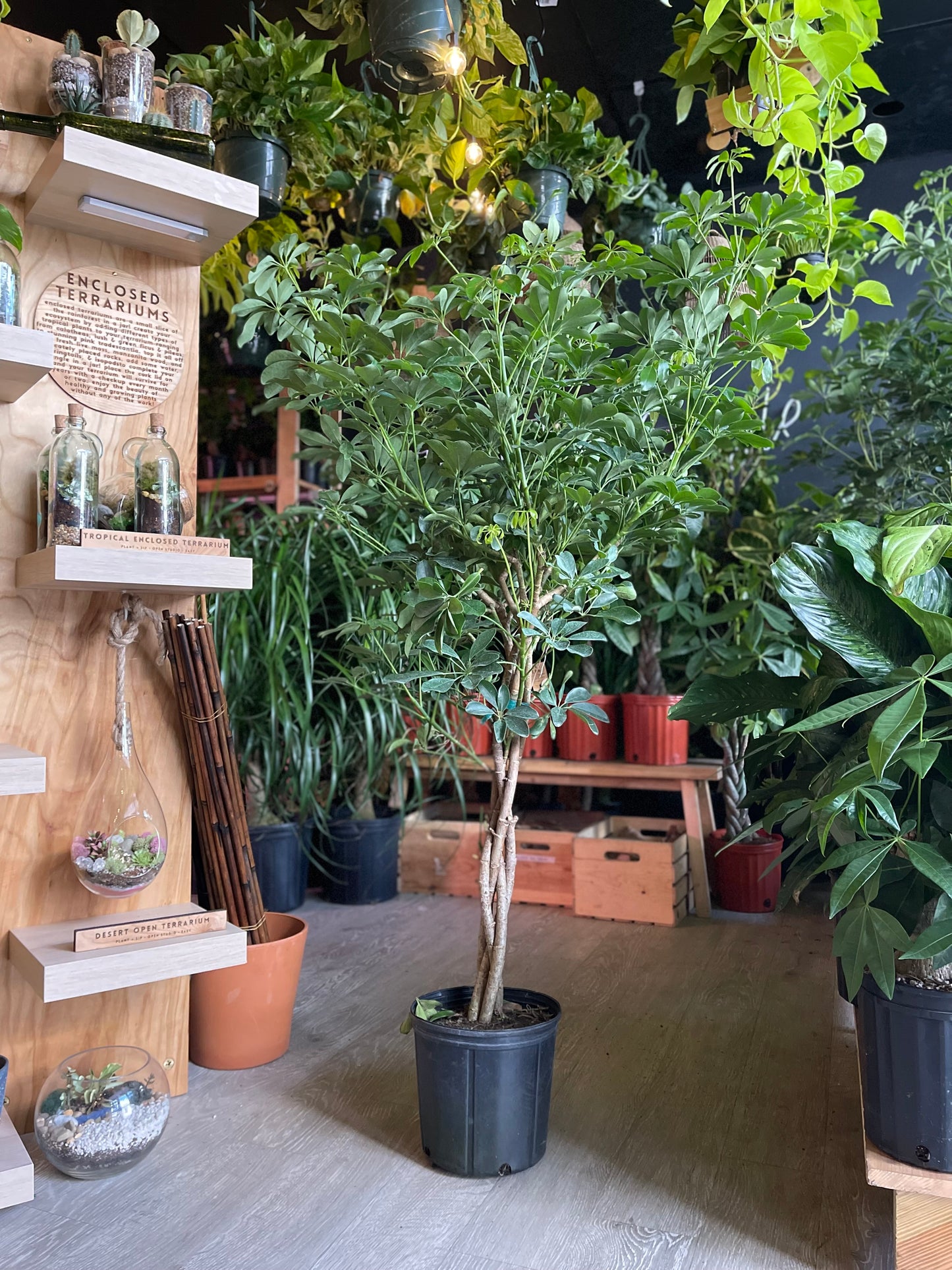 Schefflera Amate 8"