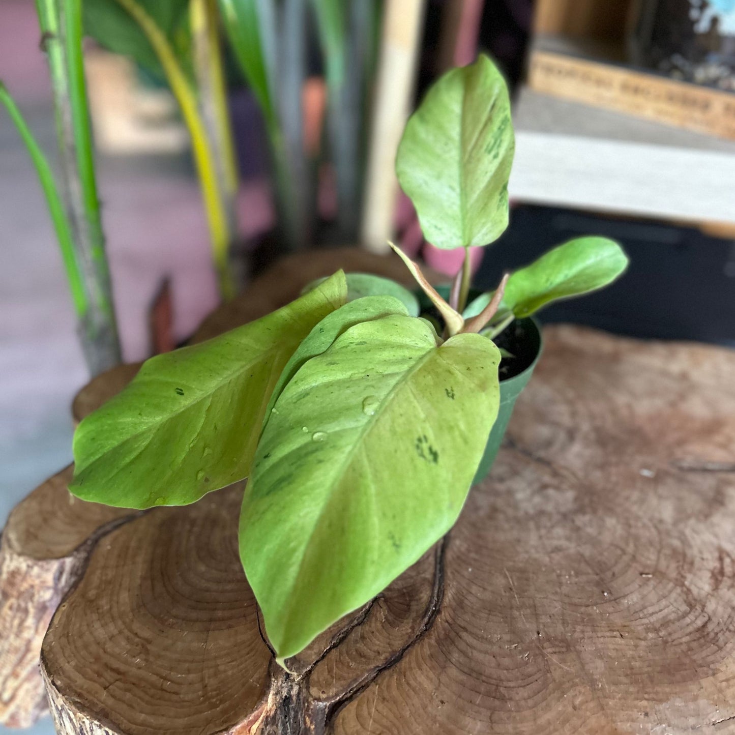 Philodendron Snowdrift 4"