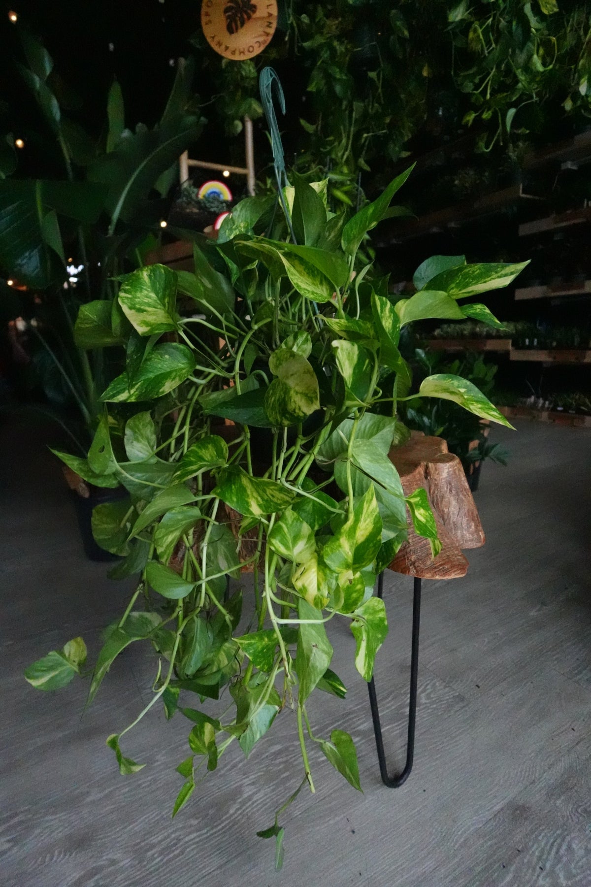 Golden Pothos 8" HB