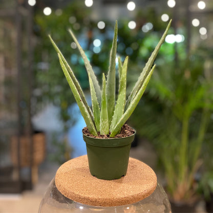 Aloe Vera 4"