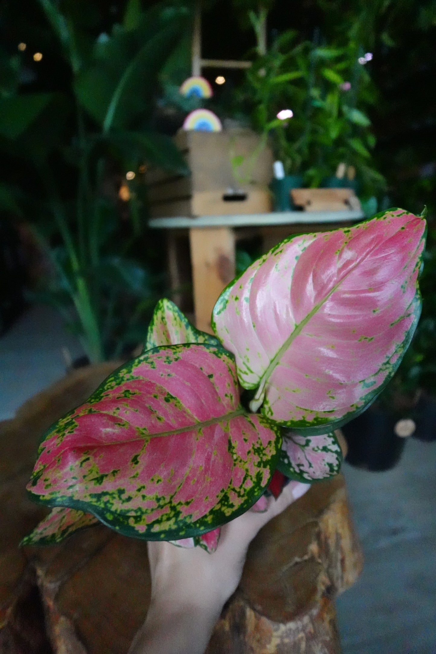 Aglaonema Diamond Red 4"