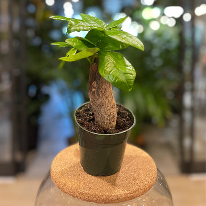 Money Tree Stump 4"