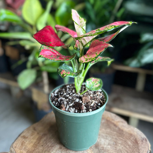 Aglaonema Diamond Red 4"