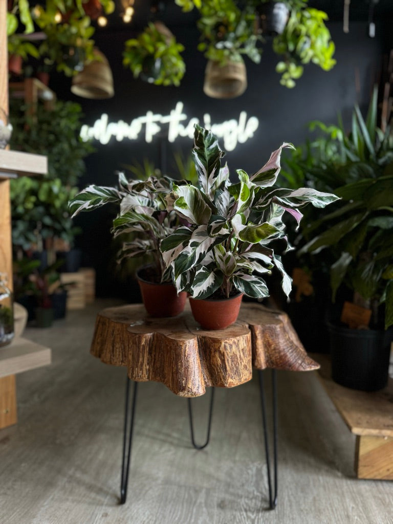 Calathea Stella 6”