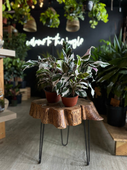 Calathea Stella 6”