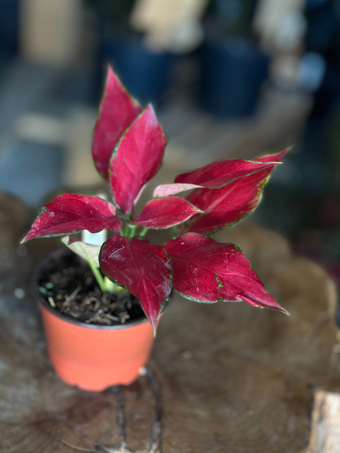 Aglaonema Rubi Garuda 4"