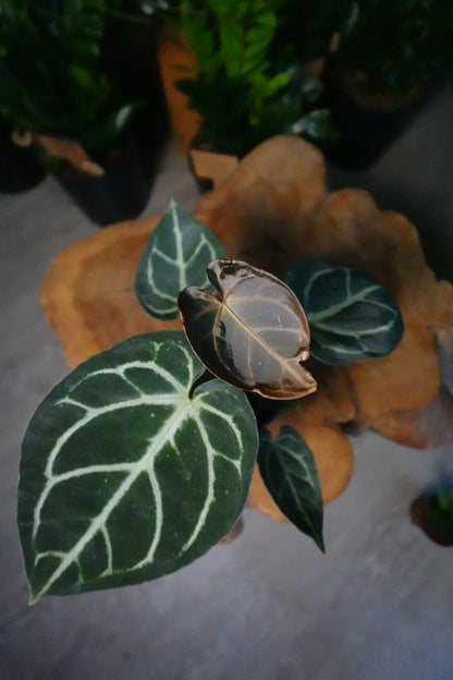 Anthurium Silver Blush x Magnificum 4”