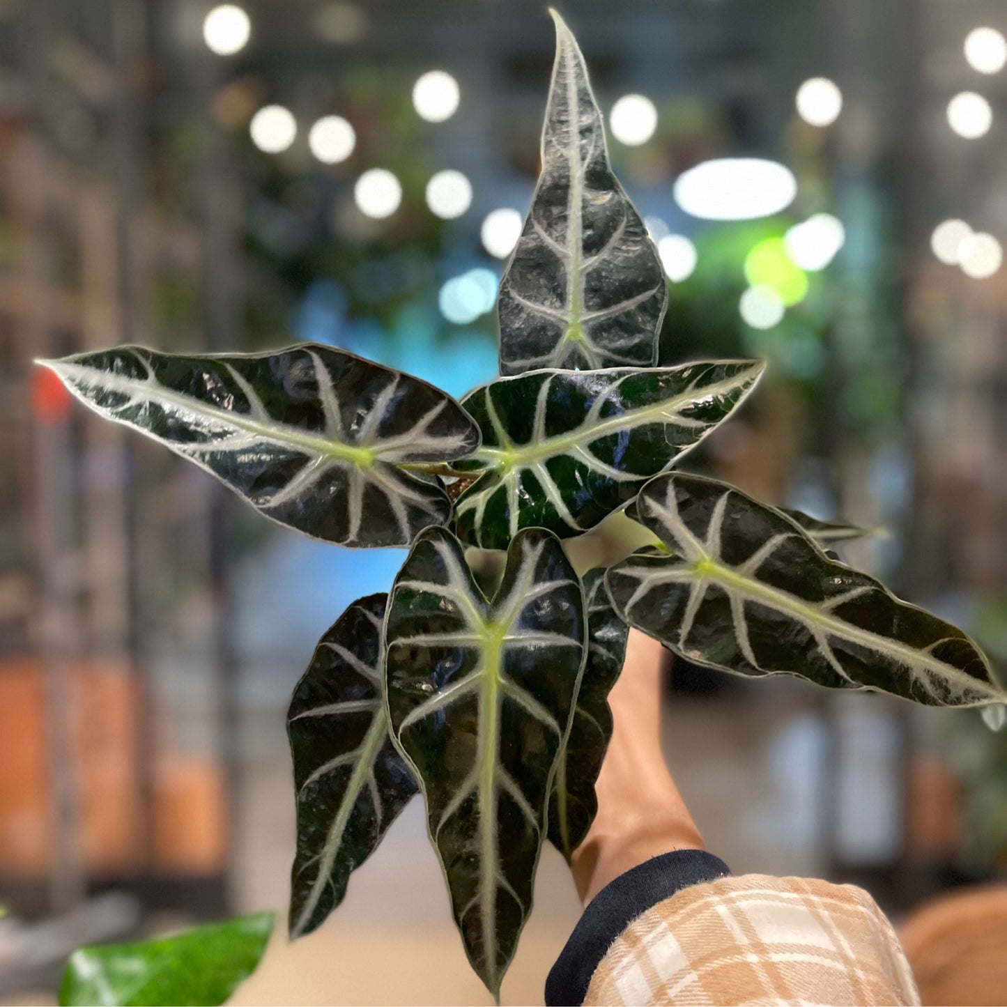Alocasia Bambino 4”