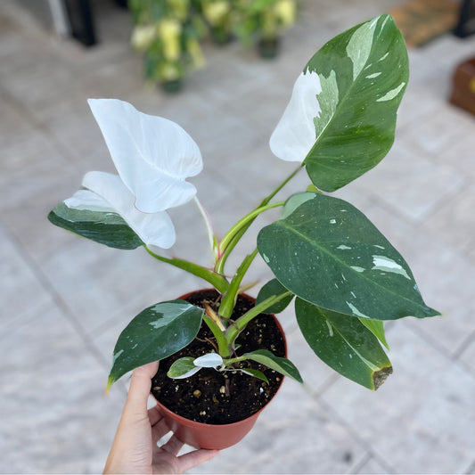 Philodendron White Princess 6”