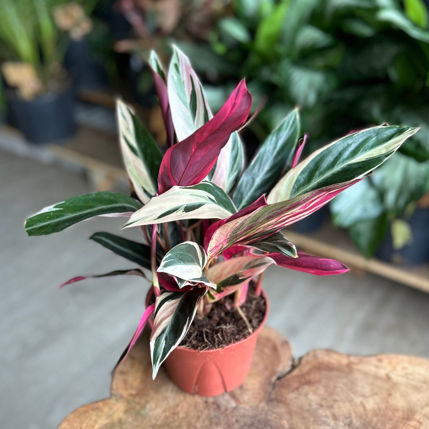 Stromanthe Triostar 6"