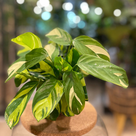 Calathea Pilosa 4”