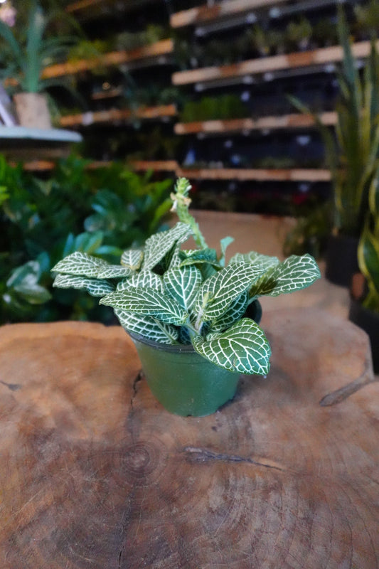 Nerve Plant (Fittonia) 4”