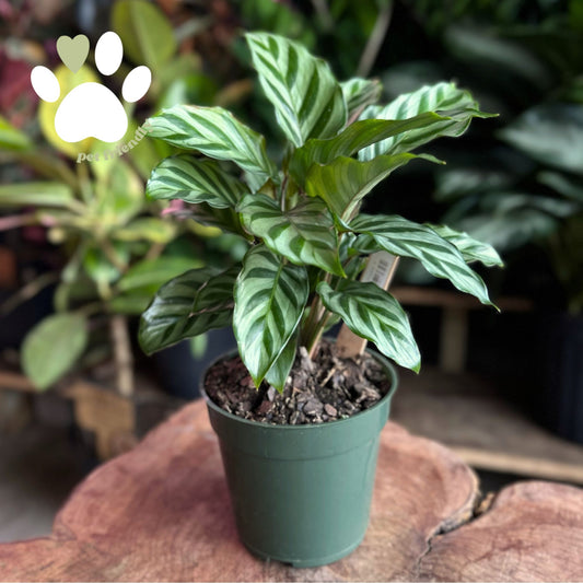 Calathea Freddy 4"