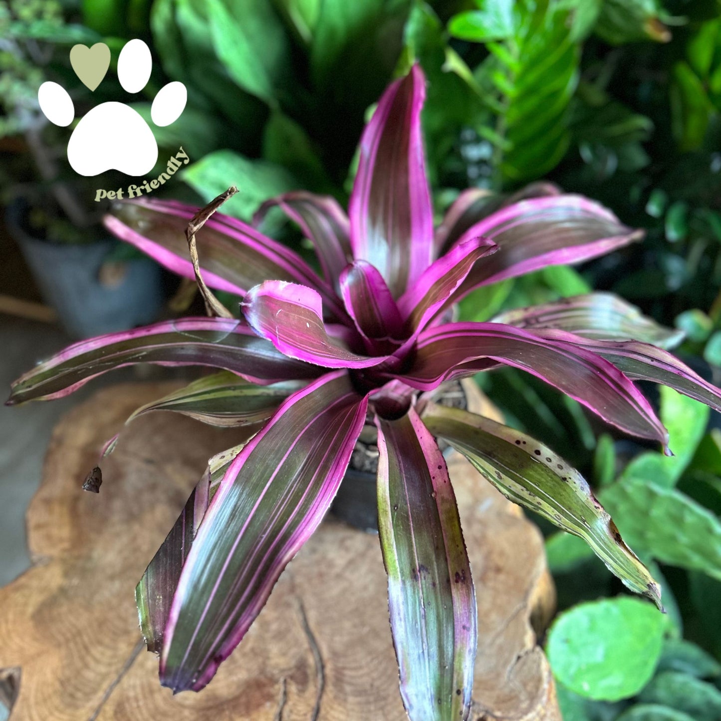 Neoregelia Hawaiian Magic 6”