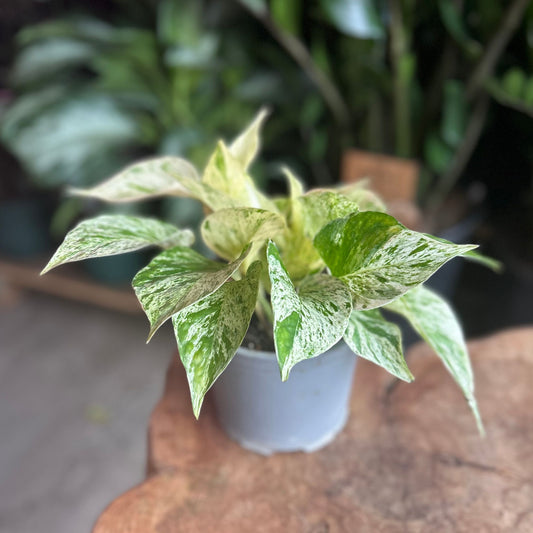 Snow Queen Pothos 6"