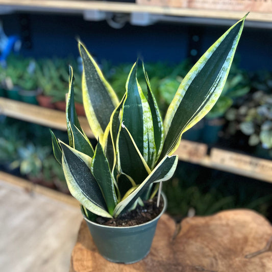 Sansevieria Star Power Black Gold 6”