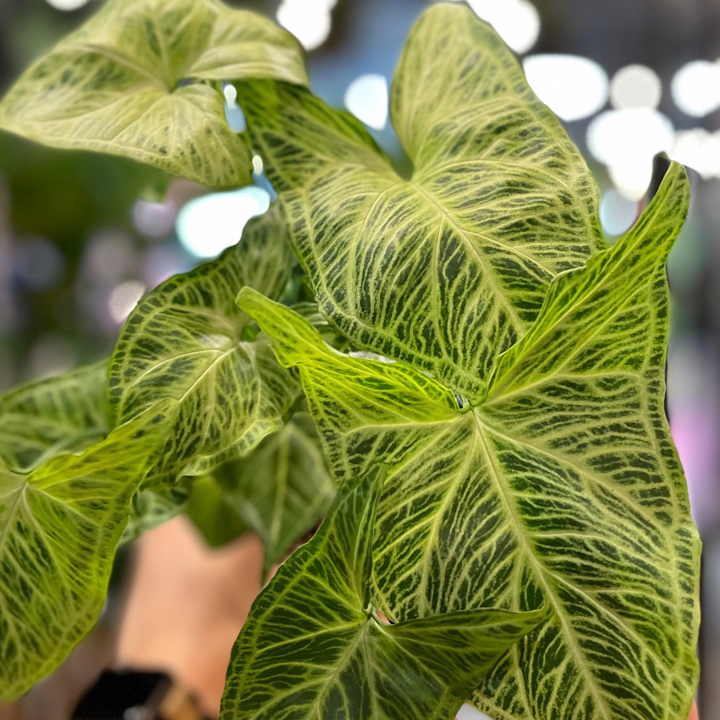 Syngonium Batik 6"