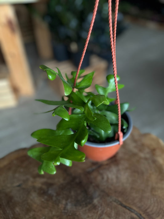 Fern Leaf Cactus 6” HB