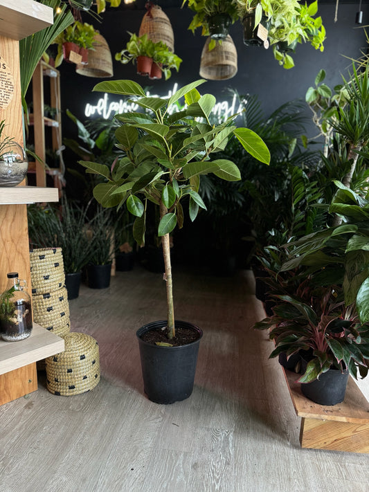 Ficus Altissima 12"