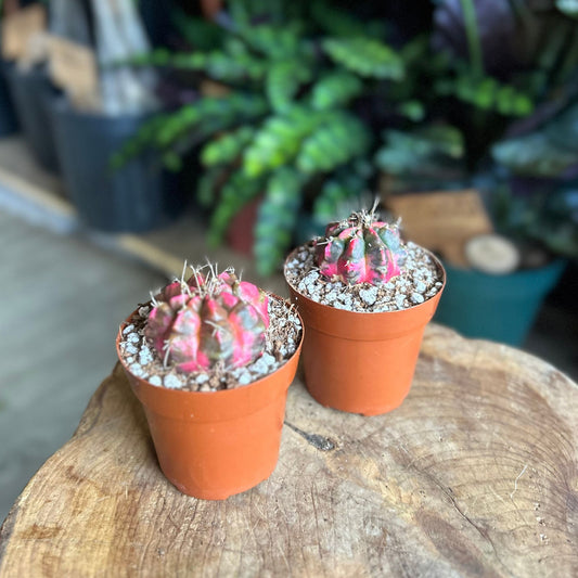 Colorball Cactus 3"