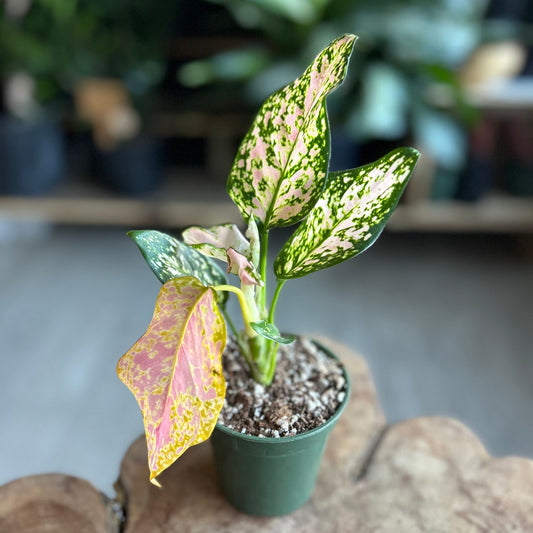 Aglaonema Katrina 4"