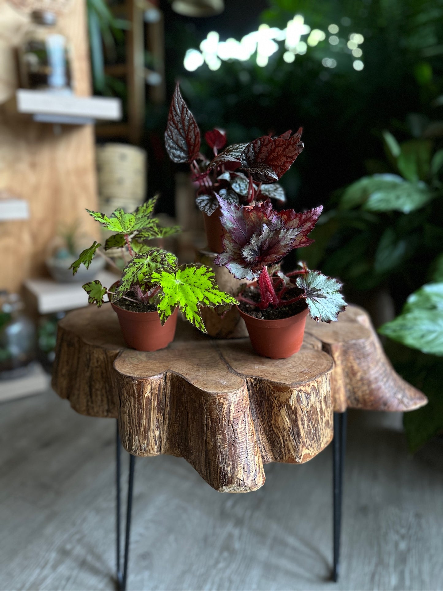 Begonia Rex 4"