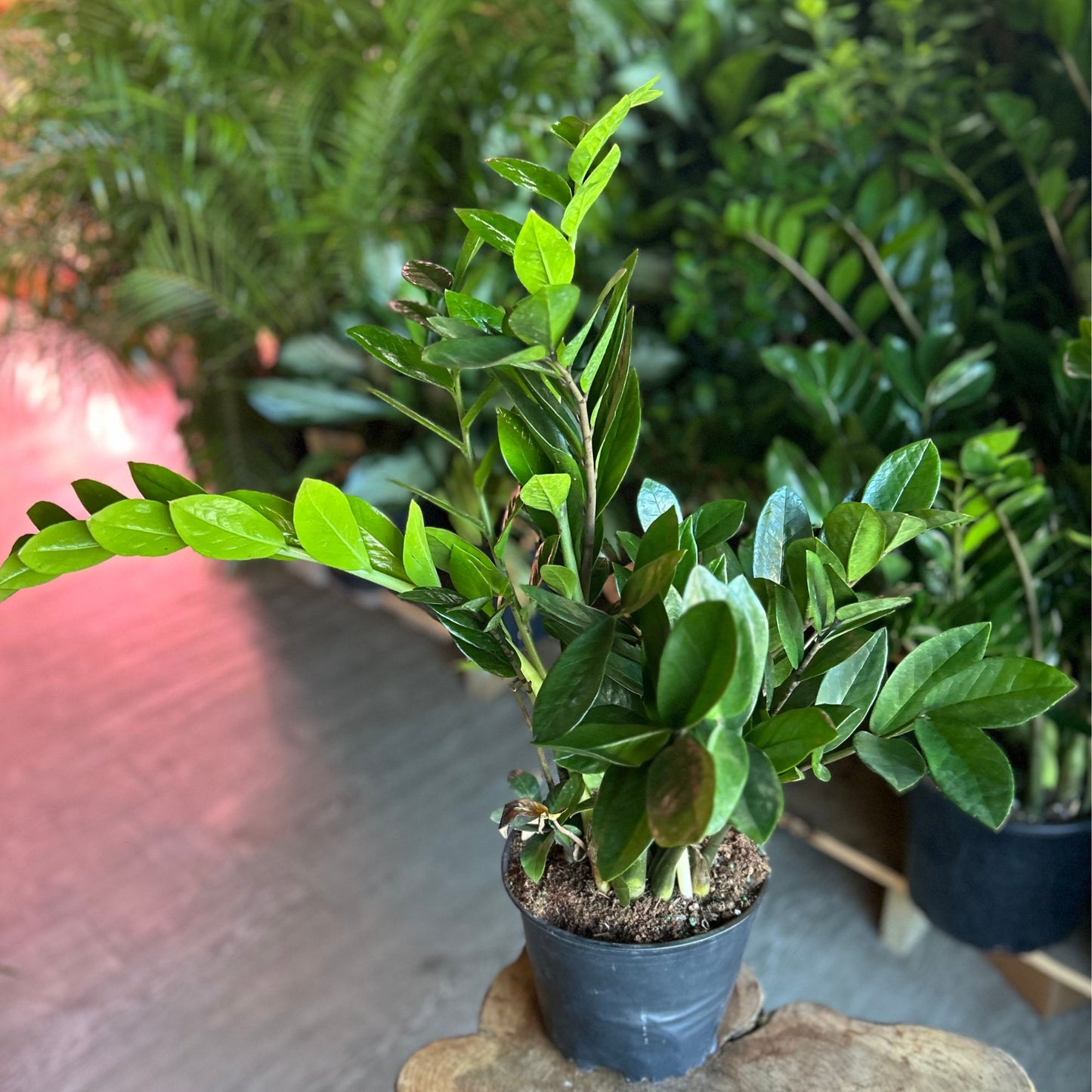 ZZ Plant 8"