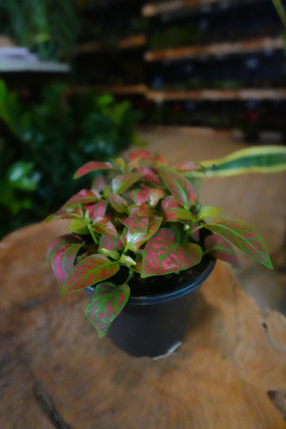 Polka Dot Plant 4"