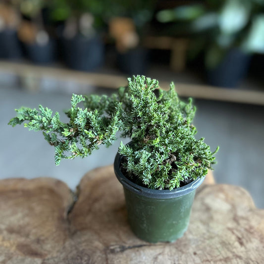 Bonsai Procumbens Nana 4”