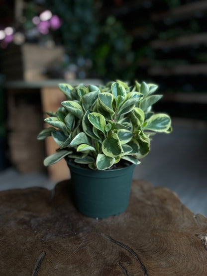 Peperomia Obtusifolia Variegated 6"