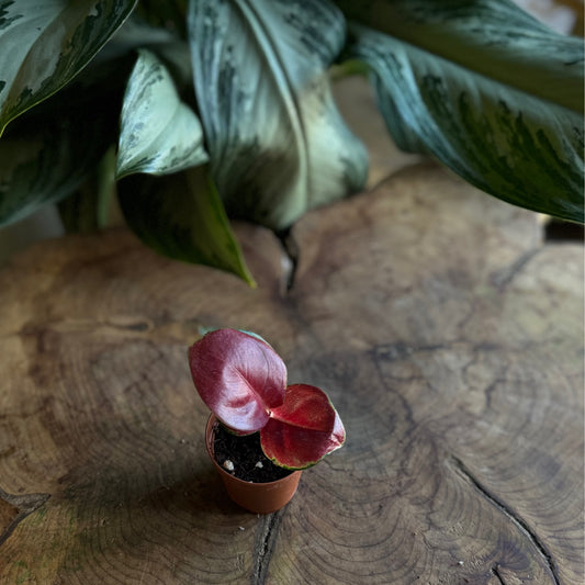 Aglaonema Red King 2”
