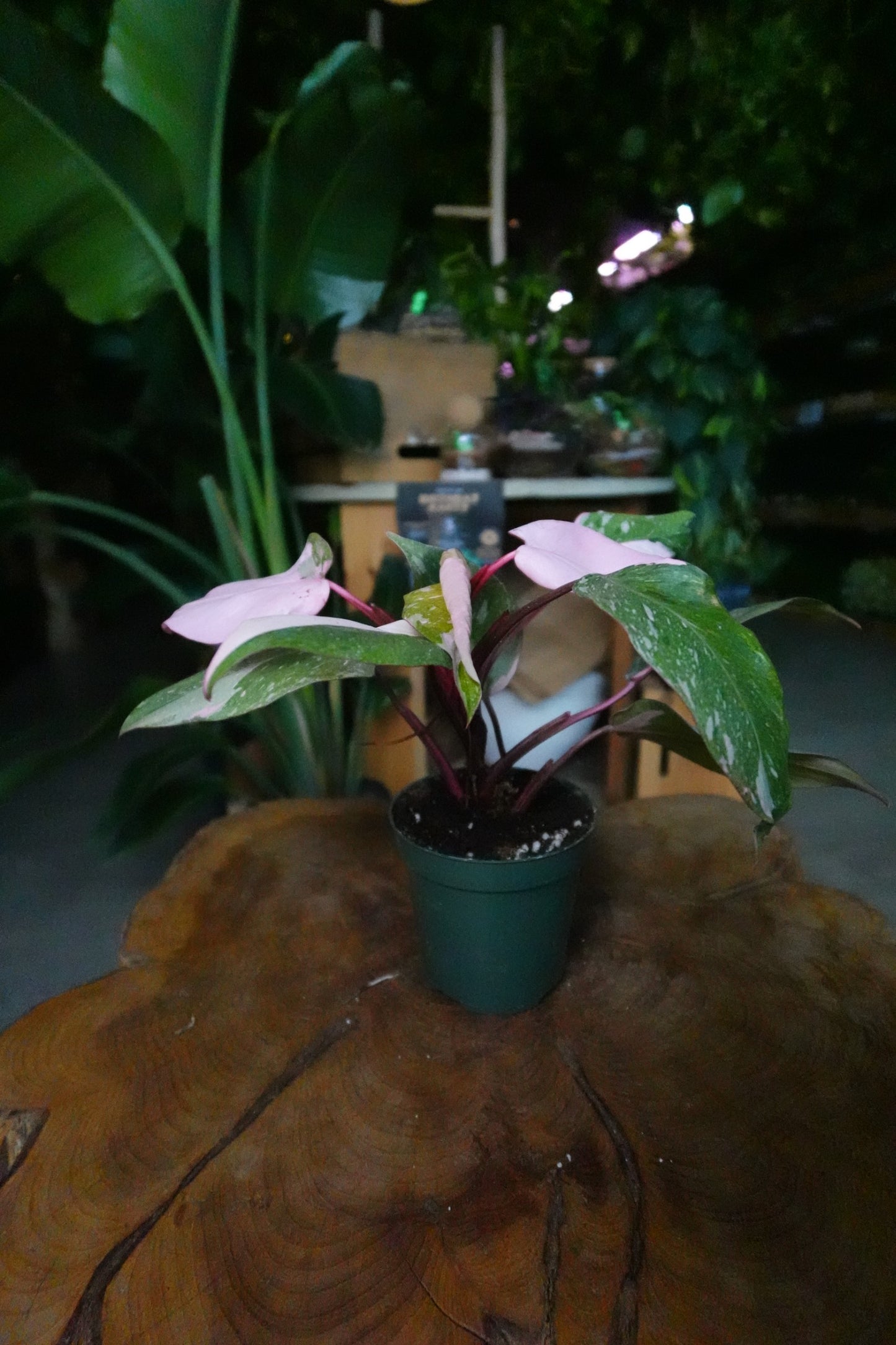 Philodendron Scarlet Princess 4"