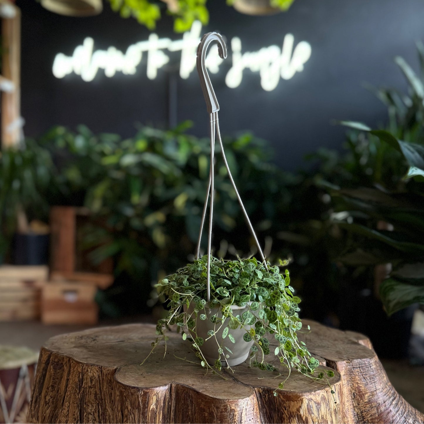 Peperomia String Of Turtles 4”