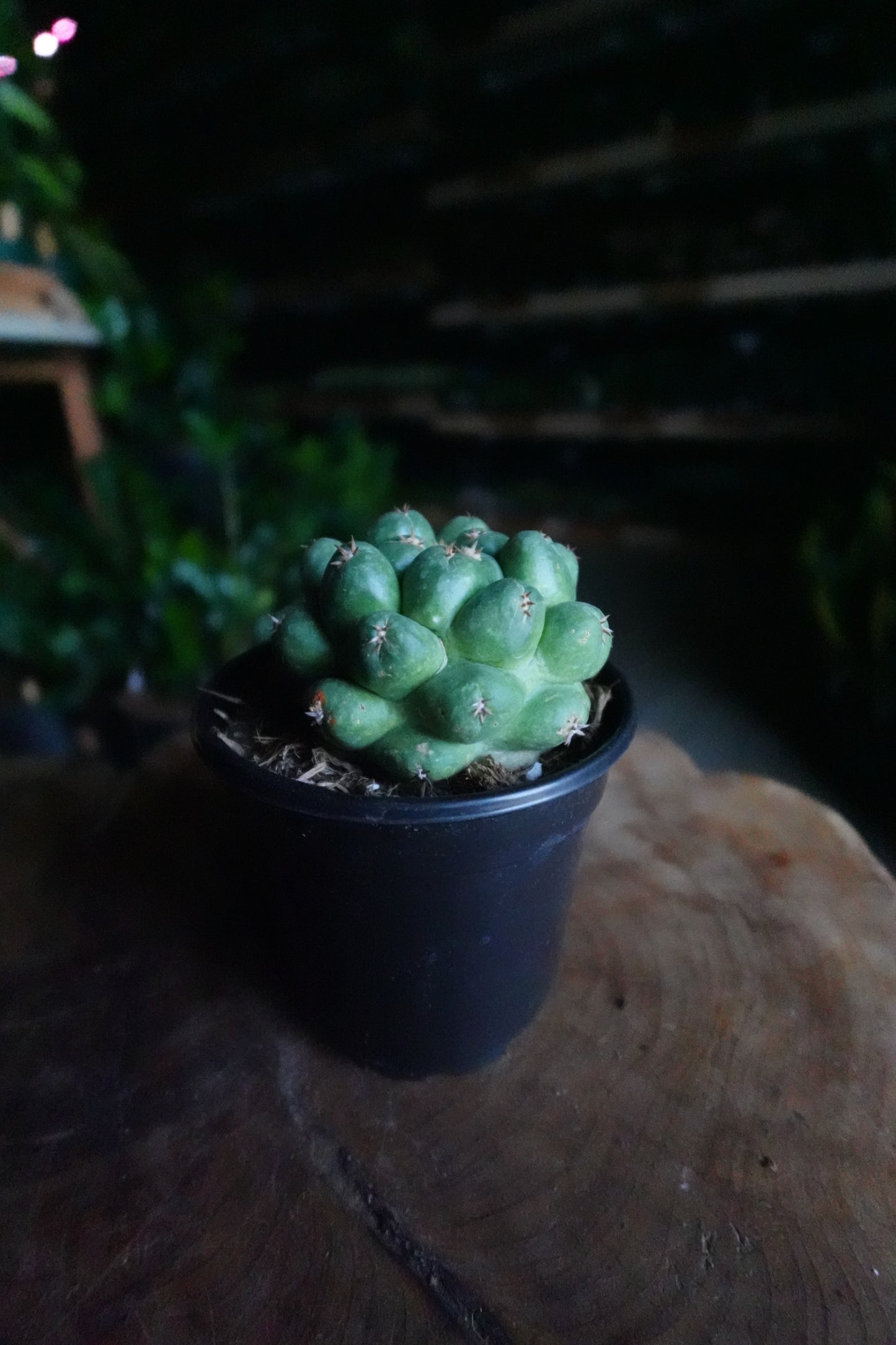 Beehive Cactus 4"