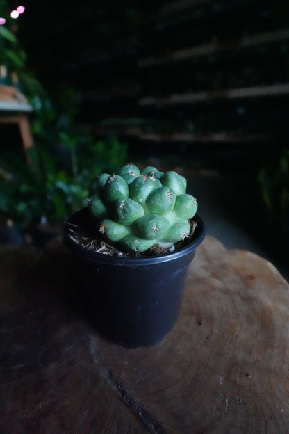 Beehive Cactus 4"