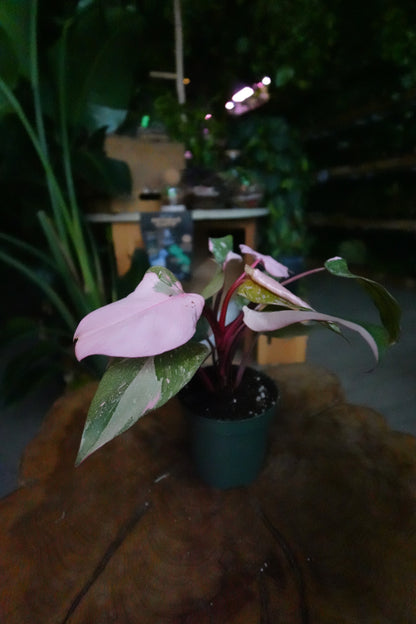 Philodendron Scarlet Princess 4"