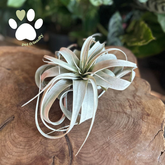 Tillandsia Xerographica Bare Root Small