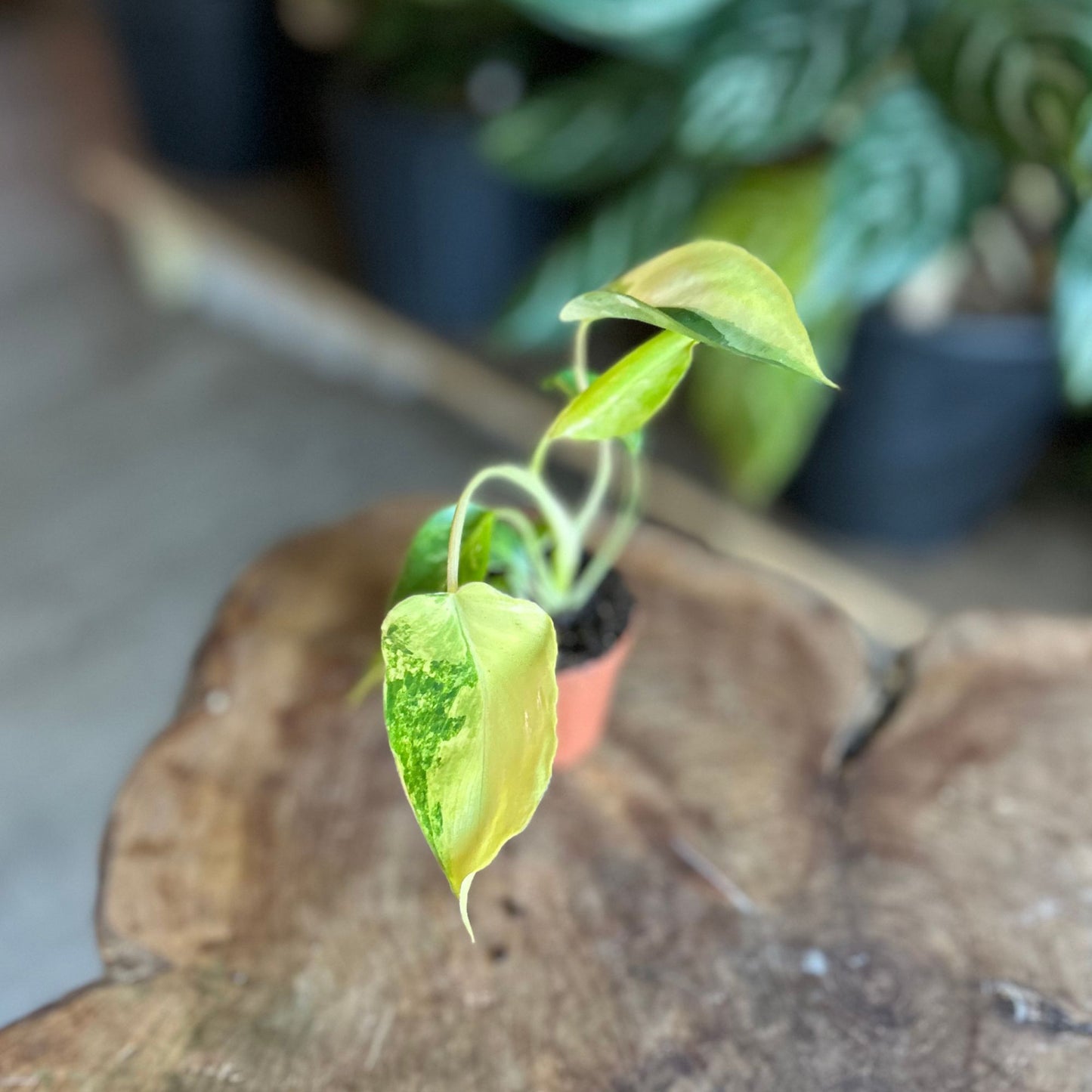 Philodendron Burle Marx Variegated 2"
