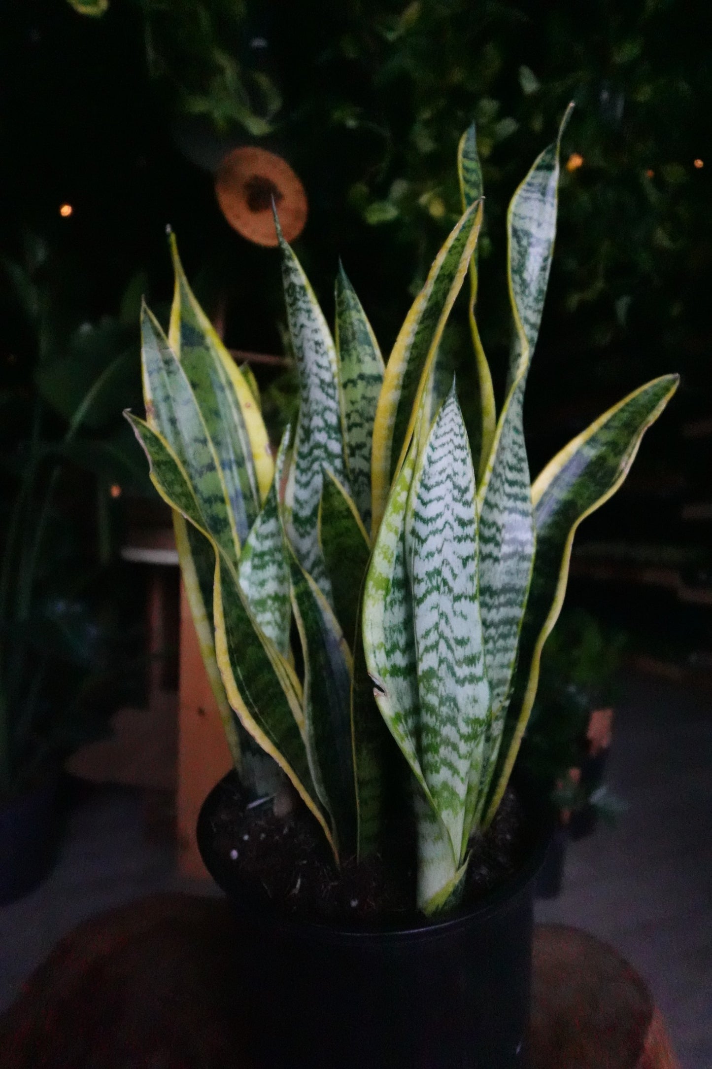 Sanseveria Laurentii (Snake Plant) 10"