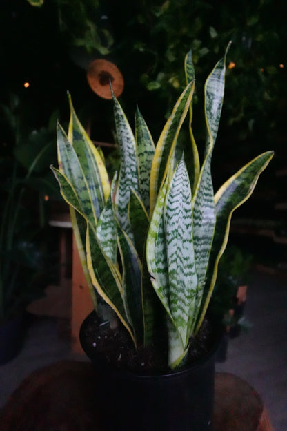 Sanseveria Laurentii (Snake Plant) 10"