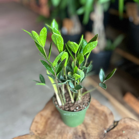ZZ Plant Dwarf 4"